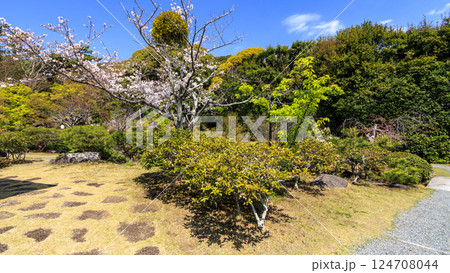 桜咲く葉山しおさい公園の春 桜咲く葉山しおさい公園の春 124708044