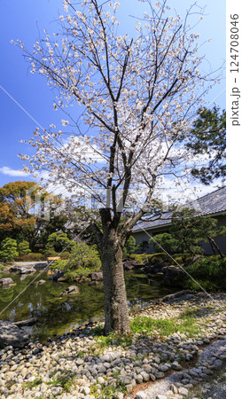 桜咲く葉山しおさい公園の春 桜咲く葉山しおさい公園の春 124708046
