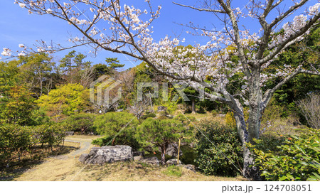 桜咲く葉山しおさい公園の春 桜咲く葉山しおさい公園の春 124708051