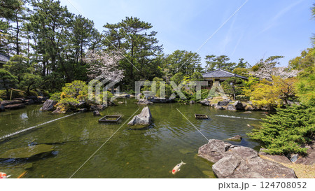 桜咲く葉山しおさい公園の春 124708052