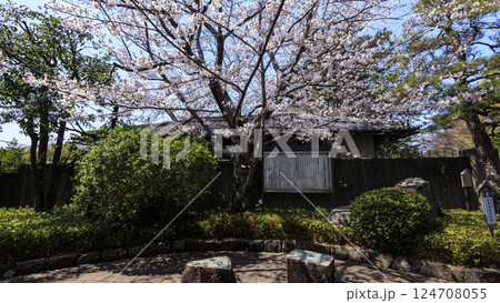 桜咲く葉山しおさい公園の春 桜咲く葉山しおさい公園の春 124708055