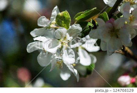 White apple blossoms in spring. The blurred background of nature. White apple blossoms in spring. The blurred background of nature. 124708129