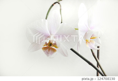 Blooming flowers and buds of a white moon orchid on a light background 124708130