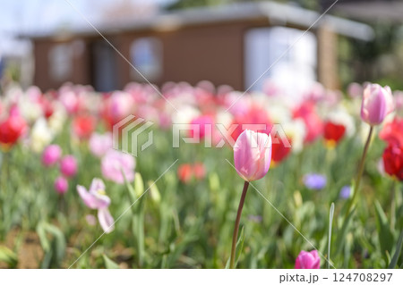 チューリップ チューリップ畑 ピンク 桃色 春の花 春素材 124708297