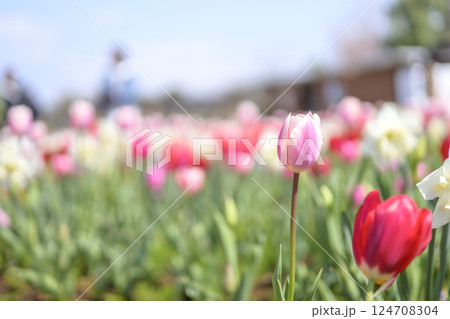 チューリップ チューリップ畑 ピンク 桃色 春の花 春素材 124708304