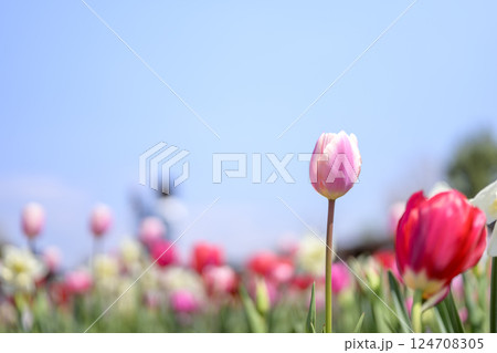 チューリップ チューリップ畑 ピンク 桃色 春の花 春素材 124708305