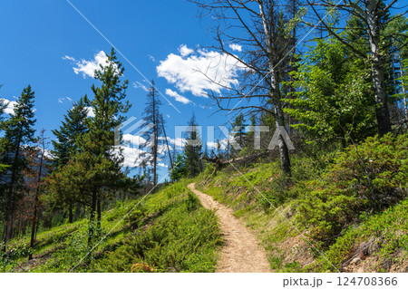 Dirt Path Leading into the Forest in Jasper National Park, Alberta, Canada. Cabin Lake Loop Trail. 124708366
