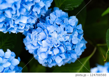 【梅雨素材】青い紫陽花の花【長野県】 124708560