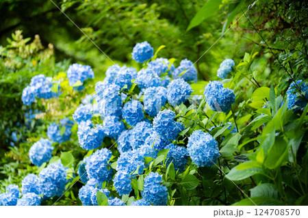 【梅雨素材】青い紫陽花の花【長野県】 124708570
