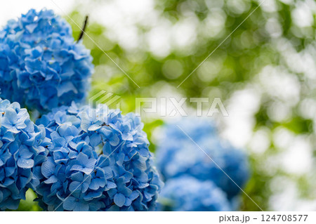 【梅雨素材】青い紫陽花の花【長野県】 【梅雨素材】青い紫陽花の花【長野県】 124708577