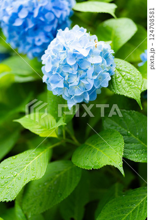 【梅雨素材】青い紫陽花の花【長野県】 【梅雨素材】青い紫陽花の花【長野県】 124708581