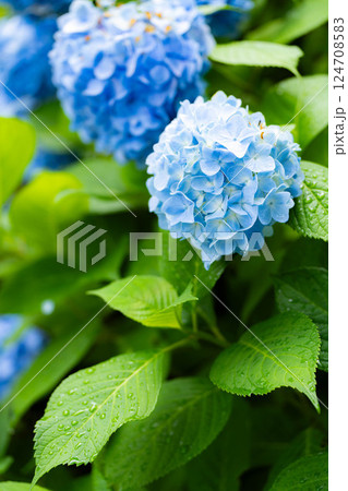 【梅雨素材】青い紫陽花の花【長野県】 【梅雨素材】青い紫陽花の花【長野県】 124708583