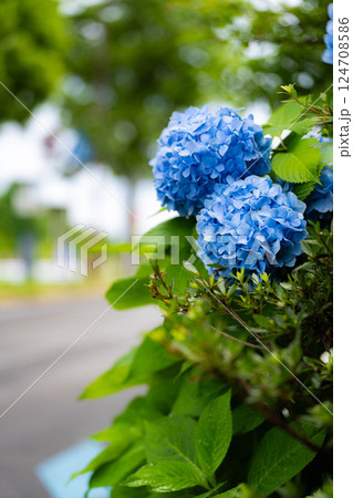 【梅雨素材】青い紫陽花の花【長野県】 124708586