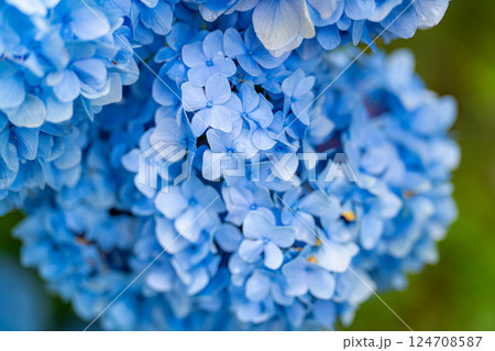【梅雨素材】青い紫陽花の花【長野県】 124708587