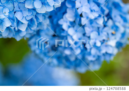 【梅雨素材】青い紫陽花の花【長野県】 124708588