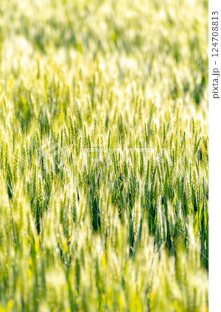 【新緑素材】朝日を受けて輝く青麦【長野県】 【新緑素材】朝日を受けて輝く青麦【長野県】 124708813