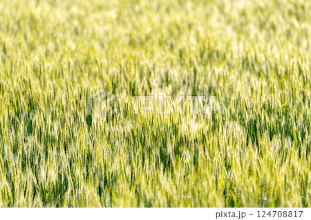 【新緑素材】朝日を受けて輝く青麦【長野県】 【新緑素材】朝日を受けて輝く青麦【長野県】 124708817