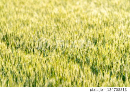 【新緑素材】朝日を受けて輝く青麦【長野県】 【新緑素材】朝日を受けて輝く青麦【長野県】 124708818