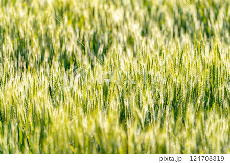 【新緑素材】朝日を受けて輝く青麦【長野県】 【新緑素材】朝日を受けて輝く青麦【長野県】 124708819