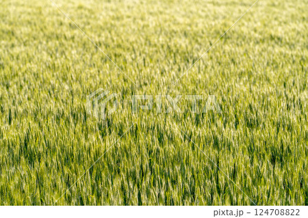 【新緑素材】朝日を受けて輝く青麦【長野県】 124708822