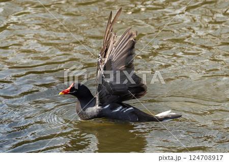水面 水上 すいめん 124708917