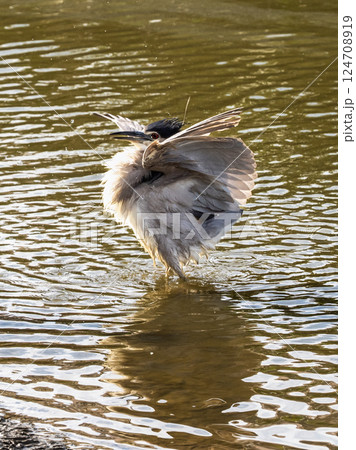 ゴイサギ 五位鷺 ごいさぎ 124708919