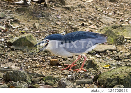 ゴイサギ 五位鷺 ごいさぎ 124708938