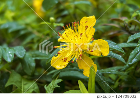Yellow Rose  124709032