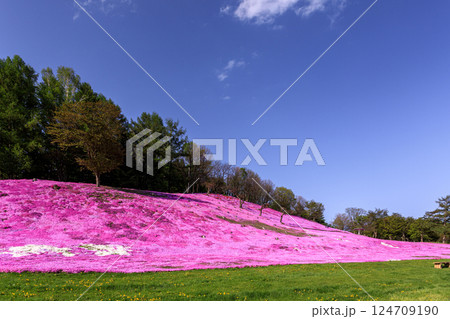 北海道遠軽町、 芝桜の甘い香りが漂う太陽の丘えんがる公園【5月】 124709190