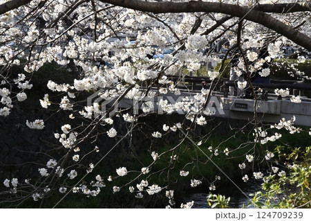 川沿いに咲く満開の桜 124709239