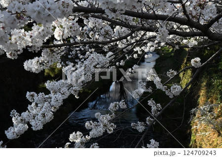 川にかかる桜 124709243