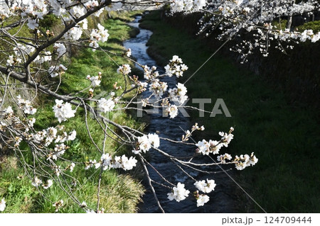 白い桜 白い桜 124709444