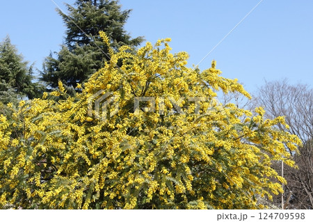 公園のミモザ 124709598