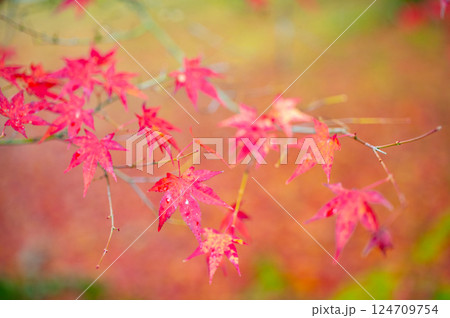 雨に濡れる紅葉 124709754