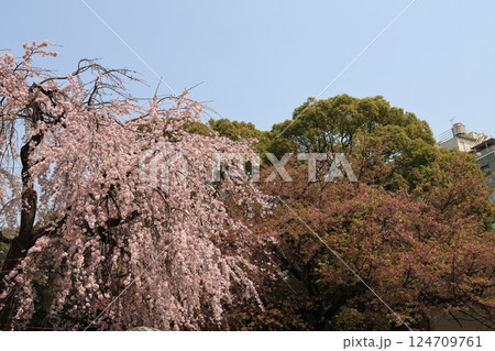 上野公園の枝垂れ桜の風景 上野公園の枝垂れ桜の風景 124709761