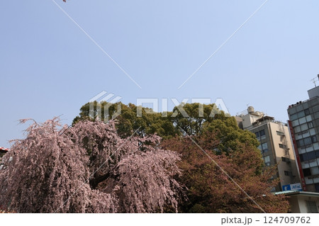 上野公園の枝垂れ桜の風景 124709762