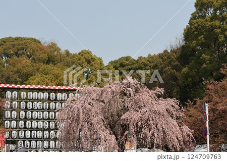 上野公園の枝垂れ桜の風景 上野公園の枝垂れ桜の風景 124709763