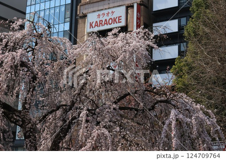 上野公園の枝垂れ桜の風景 124709764