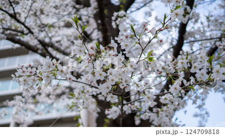 桜のある風景 124709818