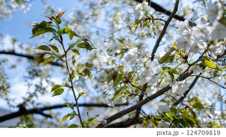 葉桜 124709819