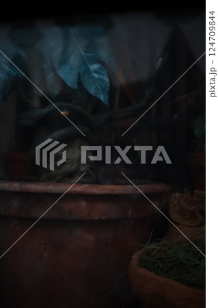 植物 工場 プランツ 124709844