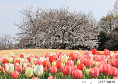 さいたま市大宮花の丘公園の風景 さいたま市大宮花の丘公園の風景 124710049