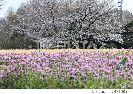 さいたま市大宮花の丘公園の風景 さいたま市大宮花の丘公園の風景 124710050