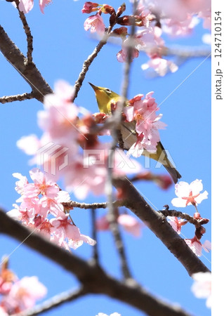 カンザクラと蜜を吸うメジロ カンザクラと蜜を吸うメジロ 124710154