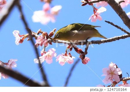 カンザクラと蜜を吸うメジロ カンザクラと蜜を吸うメジロ 124710164
