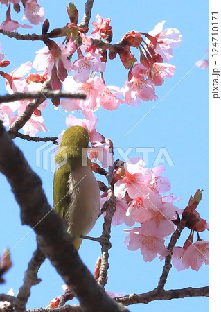 カンザクラと蜜を吸うメジロ 124710171