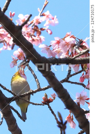 カンザクラと蜜を吸うメジロ カンザクラと蜜を吸うメジロ 124710175