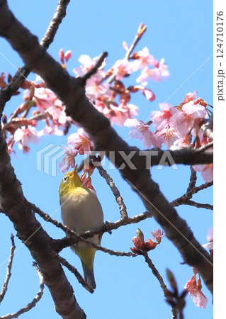 カンザクラと蜜を吸うメジロ カンザクラと蜜を吸うメジロ 124710176