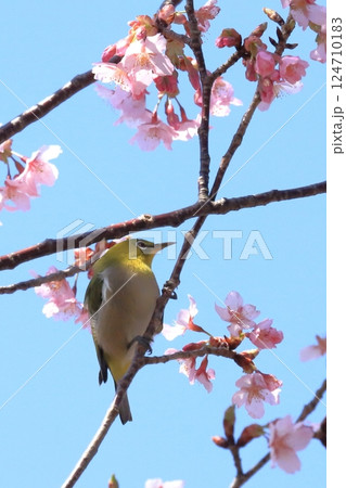 カンザクラと蜜を吸うメジロ カンザクラと蜜を吸うメジロ 124710183