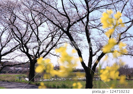 菜の花の向こうのソメイヨシノ 菜の花の向こうのソメイヨシノ 124710232